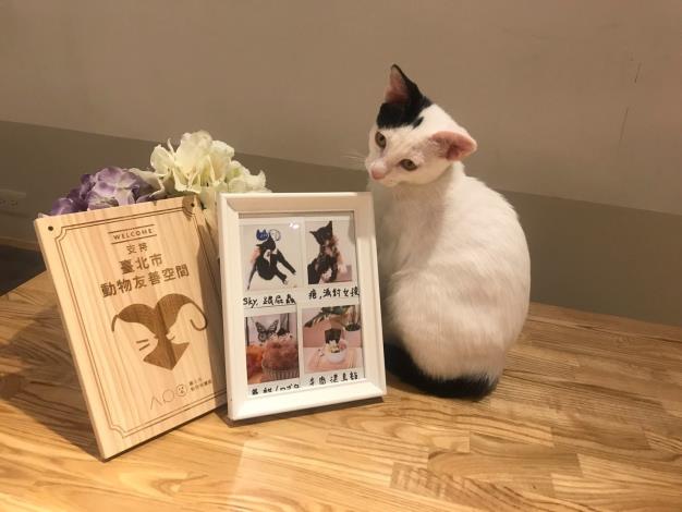 圖4. 2020寵物外出禮儀課程將於北市動物友善空間舉辦，歡迎飼主攜帶貓咪一同前往!