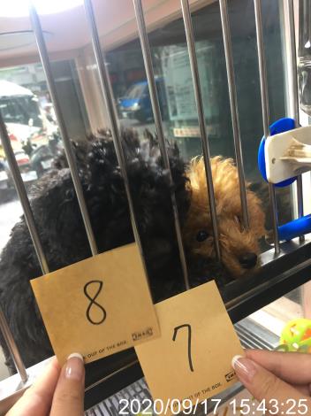 圖2、稽查現場將動物造冊清點。