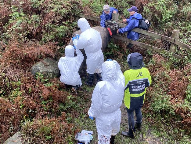 圖3. 獸醫師現場替牛隻施打營養針。