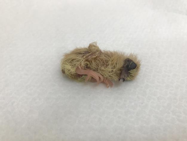 圖1.應該待在巢內的雛鳥