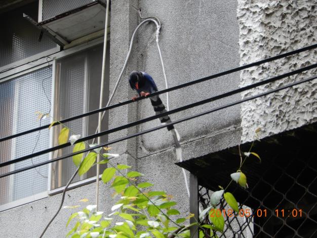 臺灣藍鵲獵捕食物