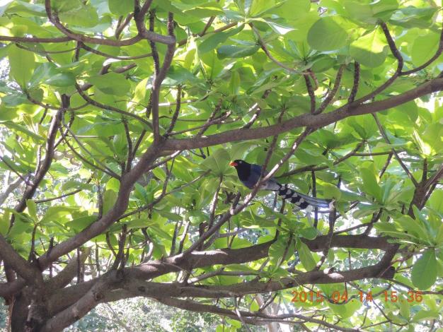 臺灣藍鵲棲息情形