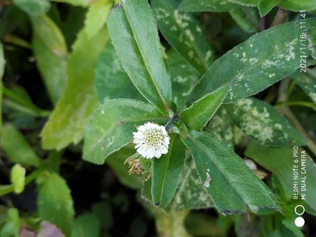 圖4.華江公園鱧腸