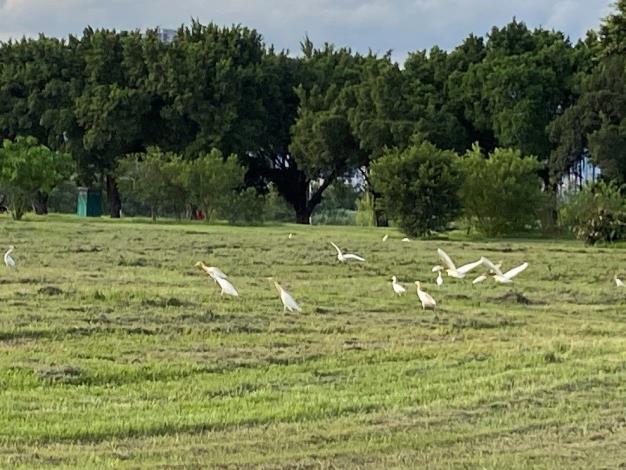 圖2.華江的60隻黃頭鷺