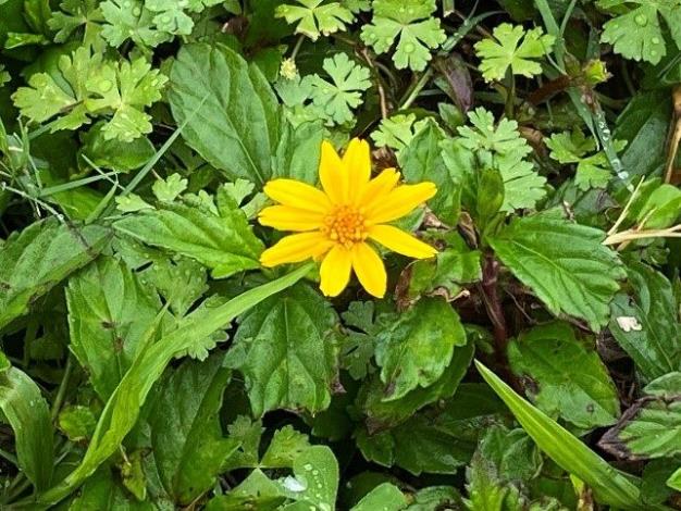 圖5.華江公園南美蟛蜞菊