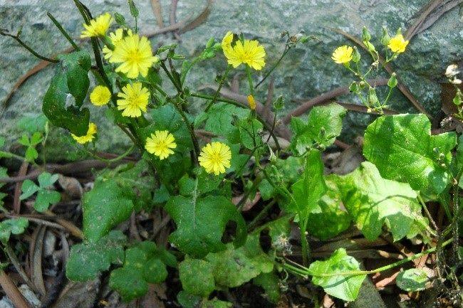 圖3.華江公園黃鵪菜