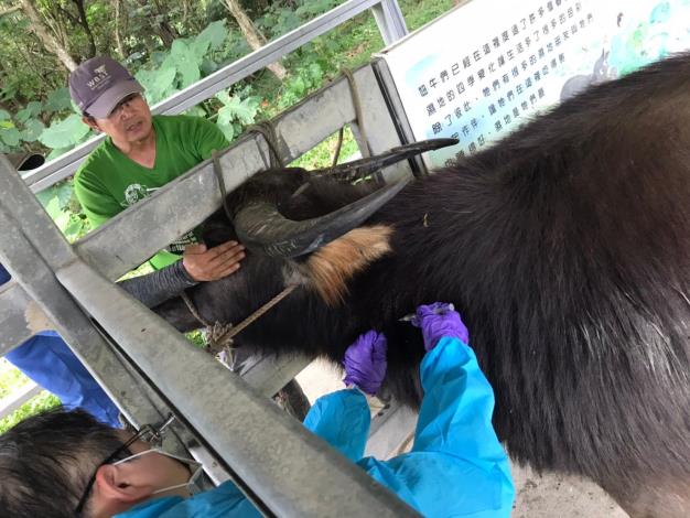 圖3._關渡自然公園放養牛隻完成疫苗注射