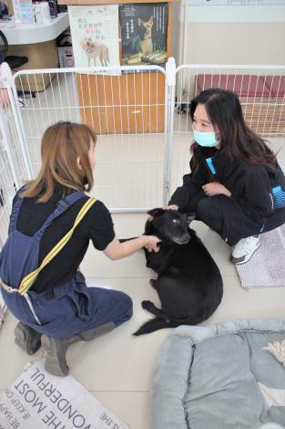 圖2.北市動物之家特聘訓犬師推薦認養鎮家之寶「單單」.JPG