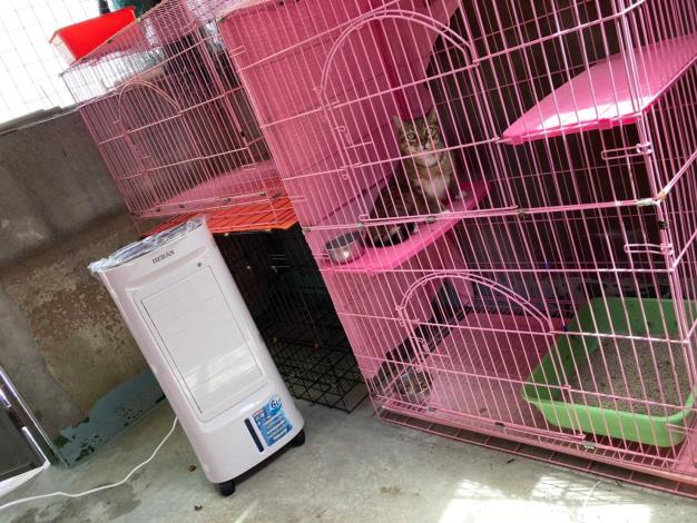 圖3 每位確診飼主的毛孩皆安置獨立籠舍照護
