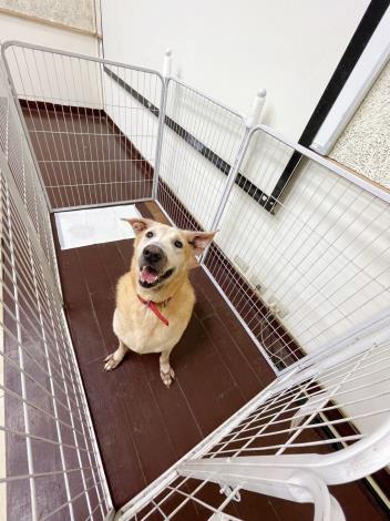 圖1 毛孩廁所可用圍欄加尿布墊方式規劃