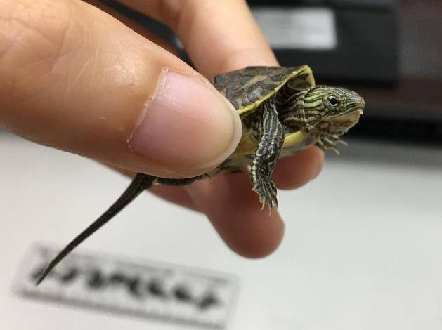 圖1._斑龜除了長長的尾巴外,頭部有水平密集的紋路。