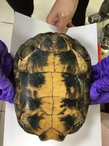 圖6._柴棺龜腹甲淺色邊緣有火焰紋