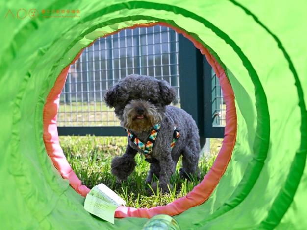 圖9. 狗狗享受臺北市狗狗專屬活動場域.JPG