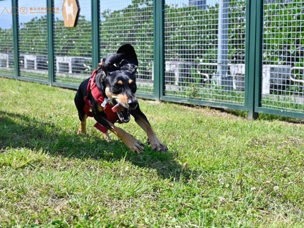 圖10. 狗狗恣意於延平狗活動區奔跑.JPG