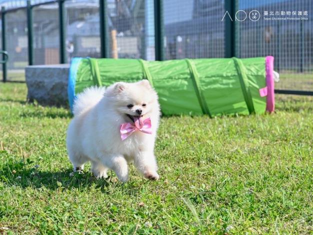 圖7. 狗狗於延平狗活動區遊樂.JPG