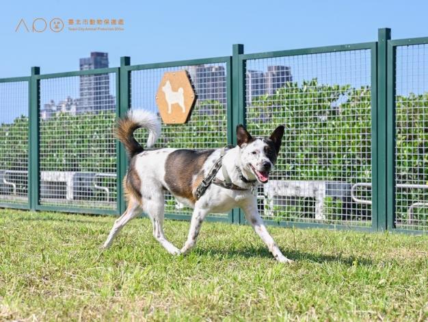 圖8. 狗狗體驗延平狗活動區.JPG
