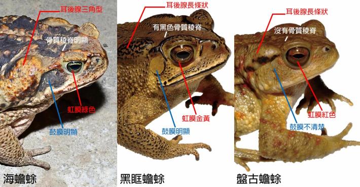 圖三臺灣各種蟾蜍辨識照片(楊懿如老師提供)