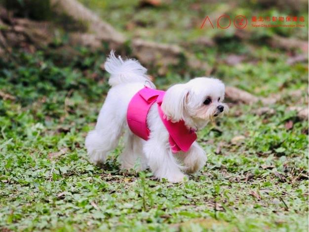 圖10. 狗狗恣意於青峰狗活動區遊玩.JPG