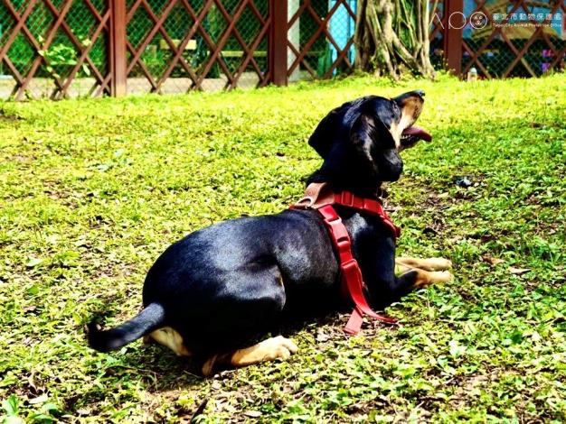 圖9. 飼主攜帶毛孩於青峰狗活動區玩樂.JPG