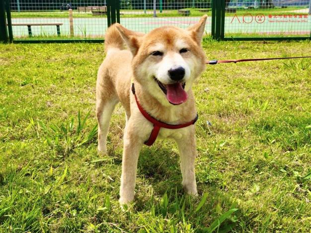 圖7. 毛孩於三腳渡狗狗活動區享受動物友善設施