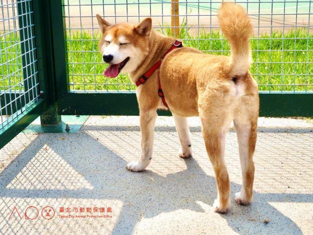 圖8. 三腳渡狗狗活動區設有雙道安全門，提供寵物安全遊樂環境