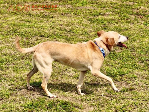 圖9. 狗狗於三腳渡狗狗活動區開心遊樂.JPG