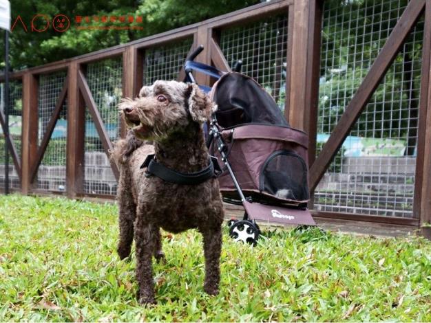 圖5. 狗狗於信義廣場狗活動區遊樂.JPG