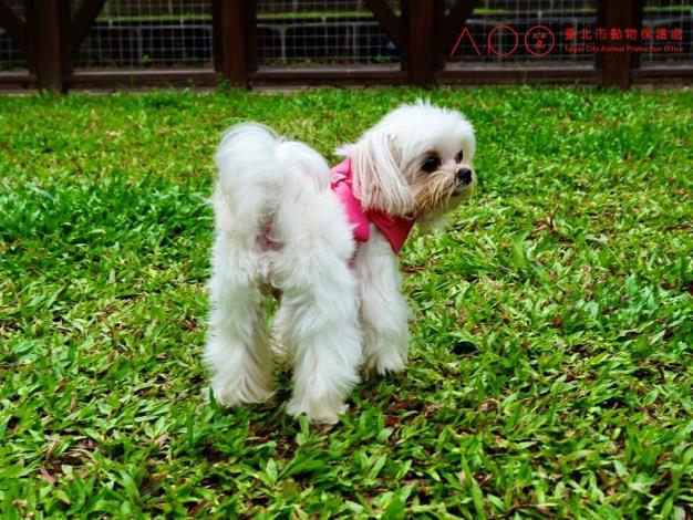 圖6. 信義狗活動區採大小犬不分區規劃，讓狗狗可以盡情玩耍.JPG