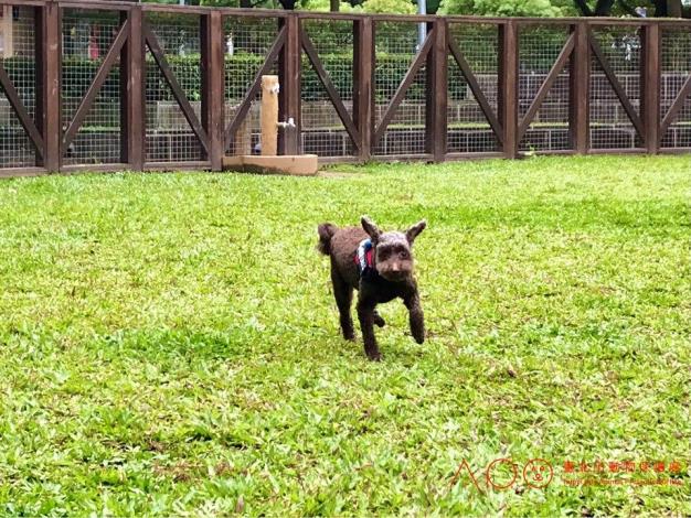 圖7. 狗狗於信義廣場狗活動區開心奔跑.JPG