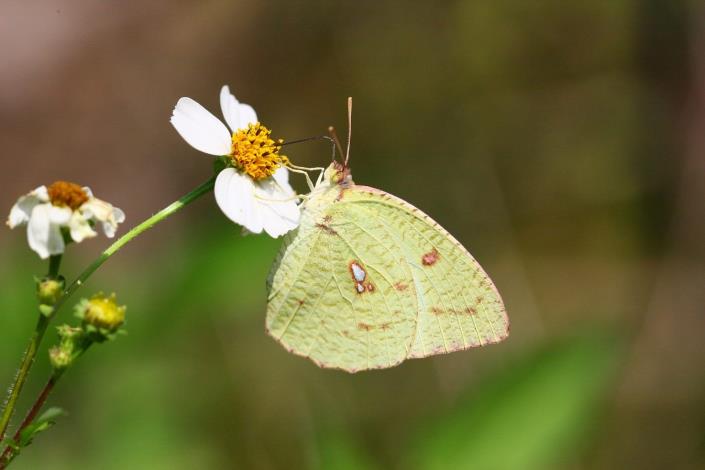 享受大花咸豐草花蜜的細波遷粉蝶