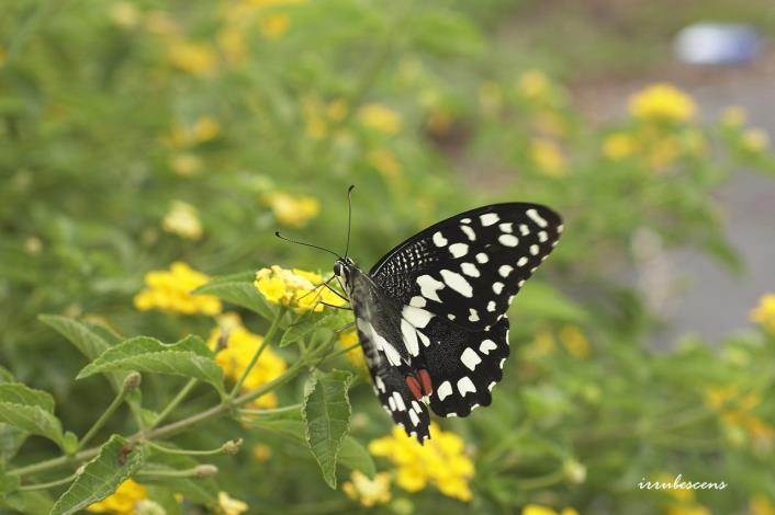 在馬纓丹上用餐的花鳳蝶