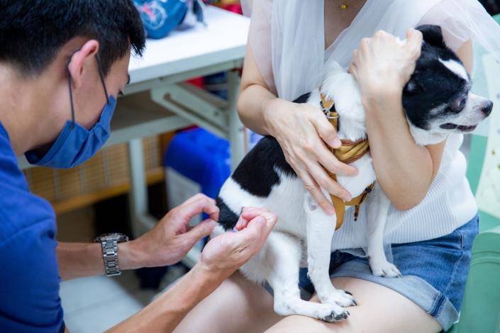 圖1.動保處呼籲毛爸媽每年為家中犬貓補強狂犬病疫苗