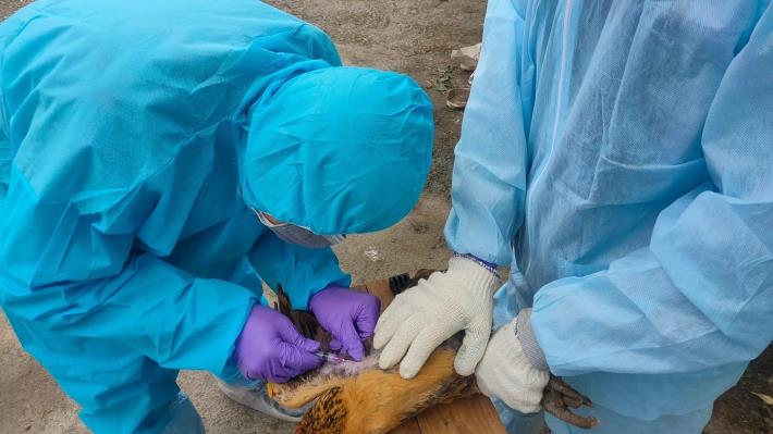圖2.北市動保處每年辦理臺北市禽流感防疫工作計畫並至關渡自然公園周邊禽場採樣。