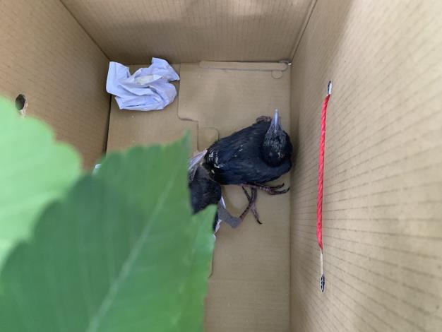 圖2、動保處幫助學飛的臺灣藍鵲幼鳥回到大自然的家