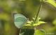 圖三、停歇在豆科植物-望江南上的細波遷粉蝶-呂晟智攝影