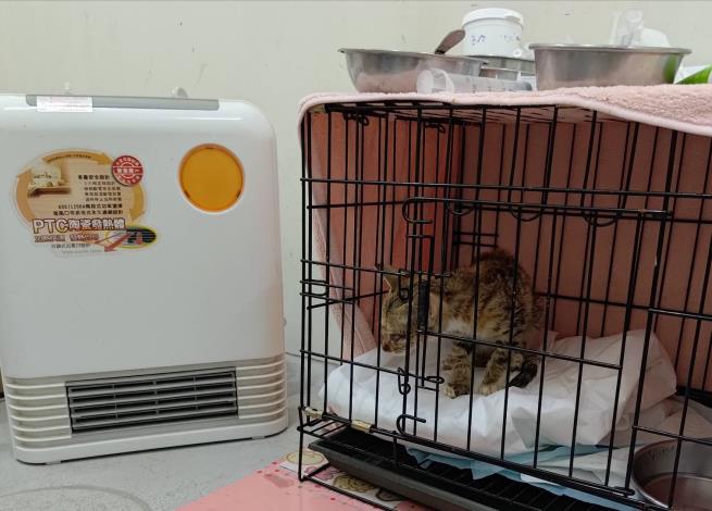 圖2、年幼的小貓喜歡暖暖的熱氣。