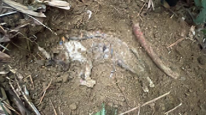 圖1.臺北市動保處獲報後立即派員至現場挖掘貓屍