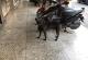 圖1、飼主未替犬隻防護任其跑出門將被罰款。