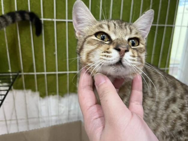 圖2、小虎斑(麻油雞)也希望成為你家的一員。_0