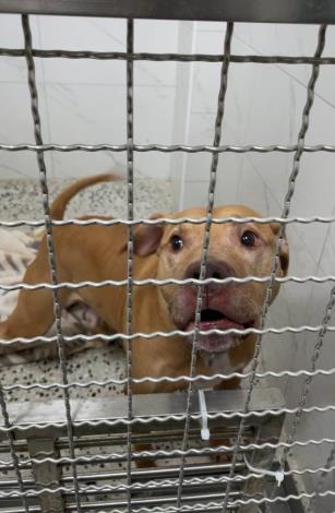 圖3、比特犬現收容於動保處單獨籠舍。