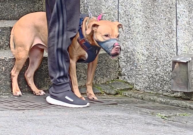 圖1、肇事比特犬今由北市動保處沒入。
