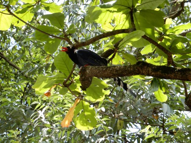 圖3. 警戒狀態的臺灣藍鵲
