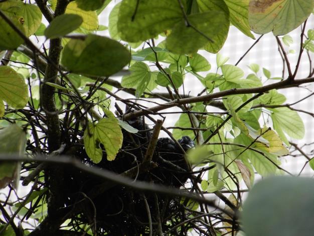 圖1. 臺灣藍鵲雛鳥及鳥巢