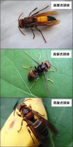 圖1-居家或戶外常見的虎頭蜂種