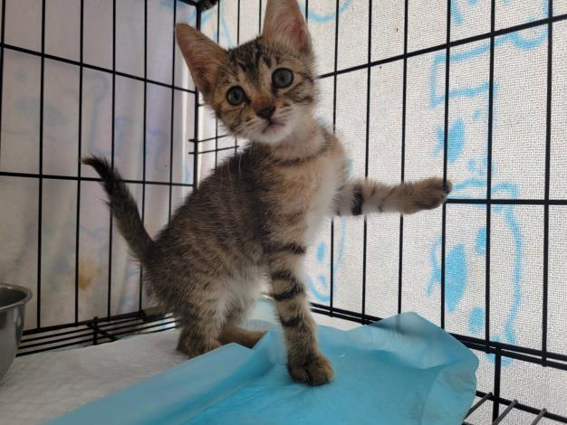 圖4、動物之家待認養貓咪(多米)是捐贈物資的受惠對象