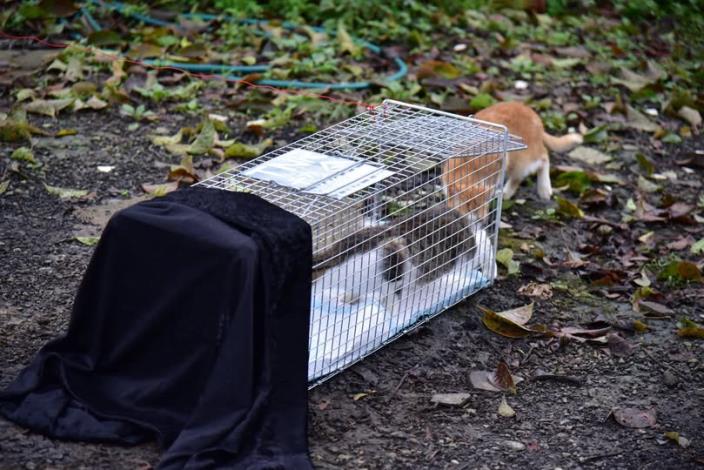 圖1、TCCP動物照護員透過誘捕籠誘捕街貓。