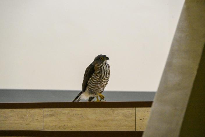 圖1、昨(2)日鳳頭蒼鷹闖入臺北市議會樓梯間(臺北市議會提供)