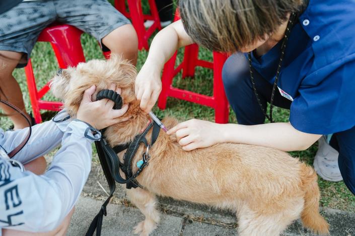 圖5、獸醫師施打狂犬病疫苗
