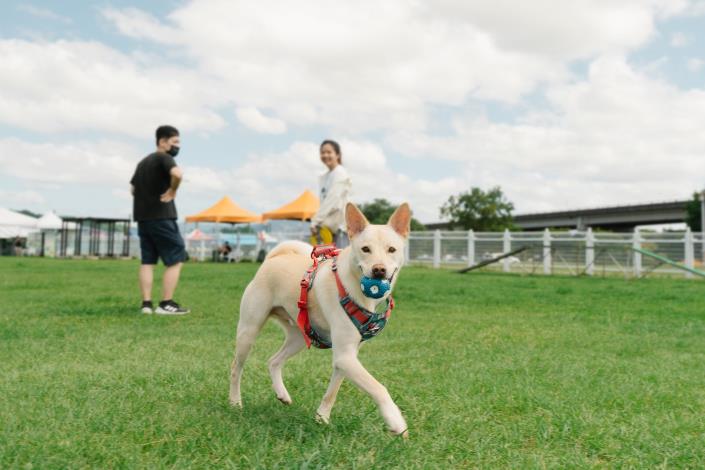 圖5、毛孩在迎風狗運動公園開心玩耍。