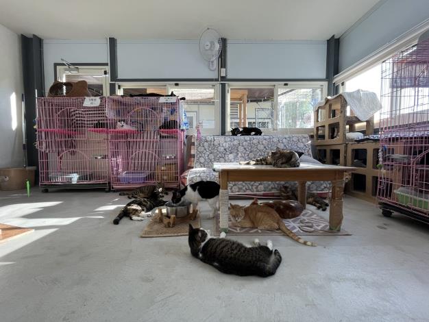 圖1、陽光灑落貓咪天堂！北市動物之家貓舍寬敞舒適覓良緣。